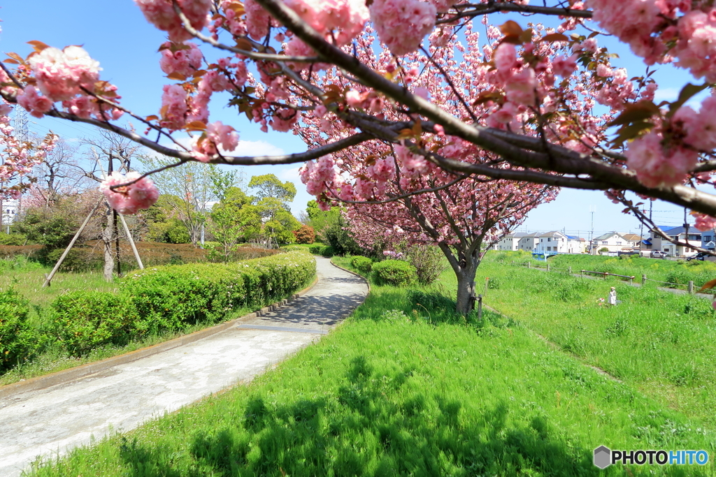 散歩中の公園で・・・①