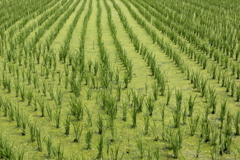 田植え