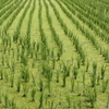 田植え