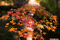 紅葉＠代官山