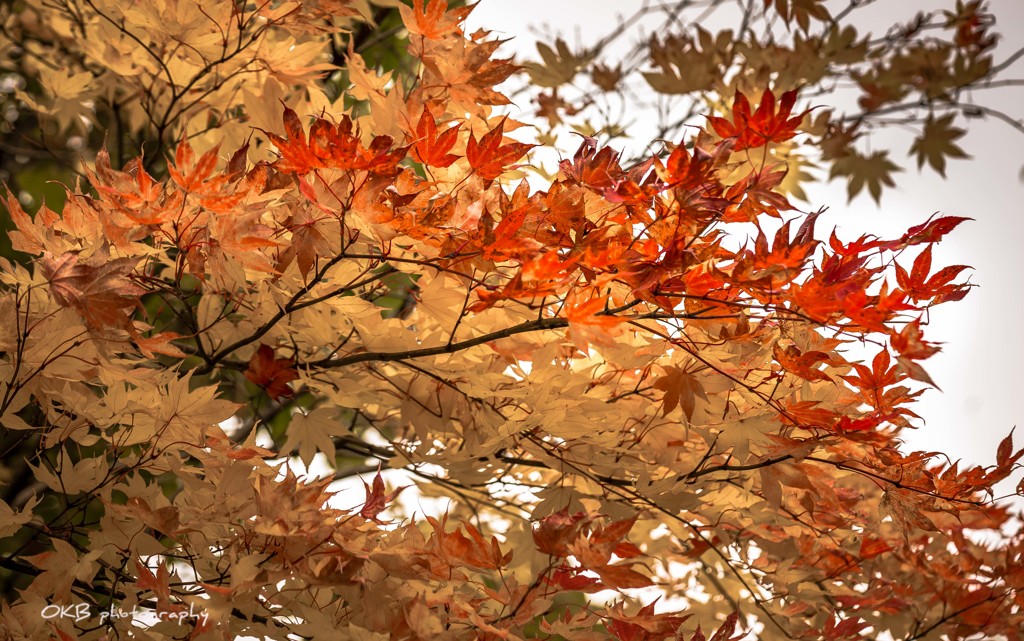 紅葉＠北海道