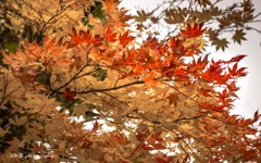 紅葉＠北海道