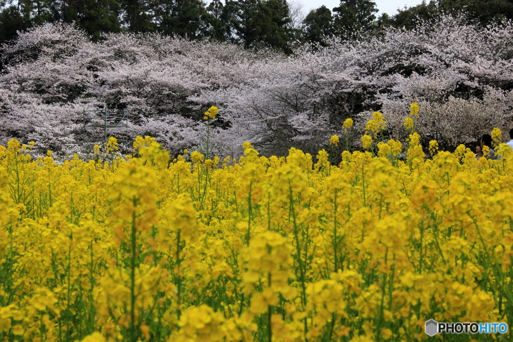 桜と菜の花のコラボ