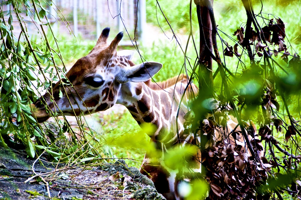 キリン