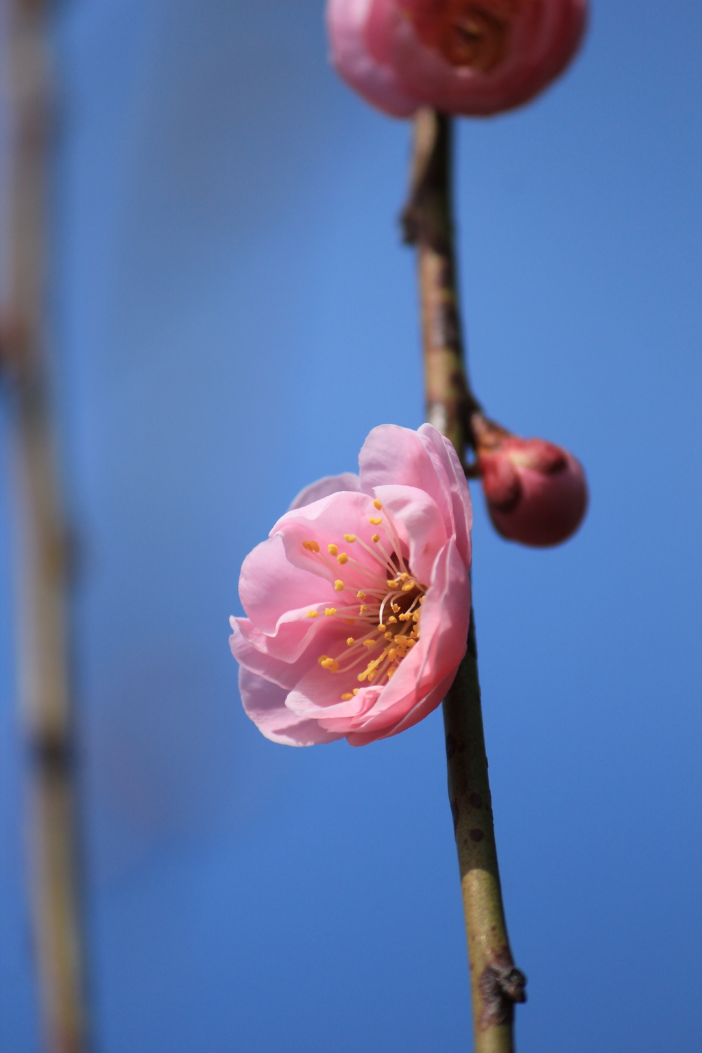 春よ来いⅡ(^^♪