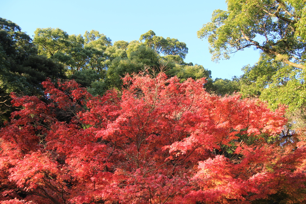 諫早公園の紅葉Ⅲ