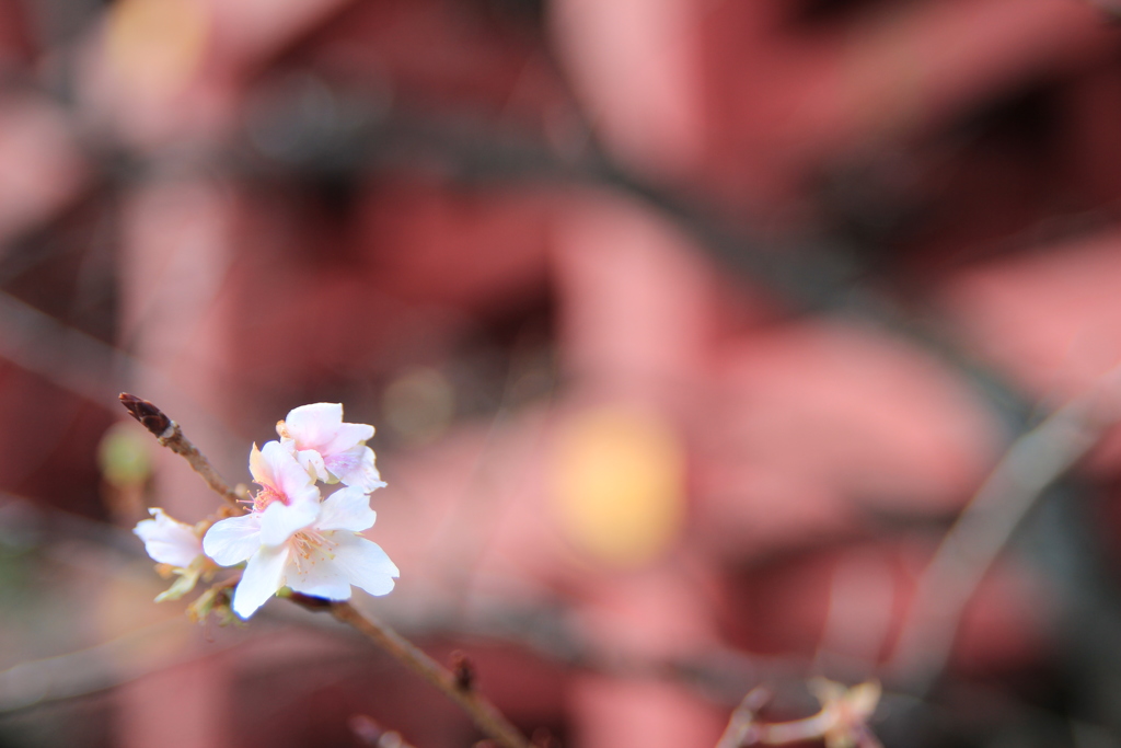 秋なのに桜？