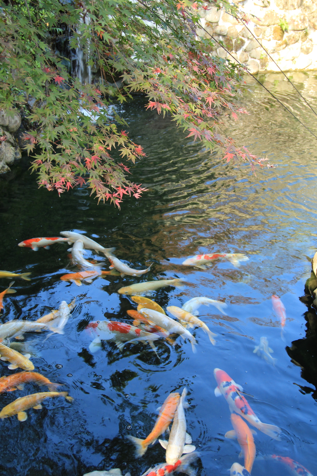 迎仙閣と鯉と紅葉