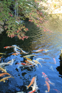 迎仙閣と鯉と紅葉