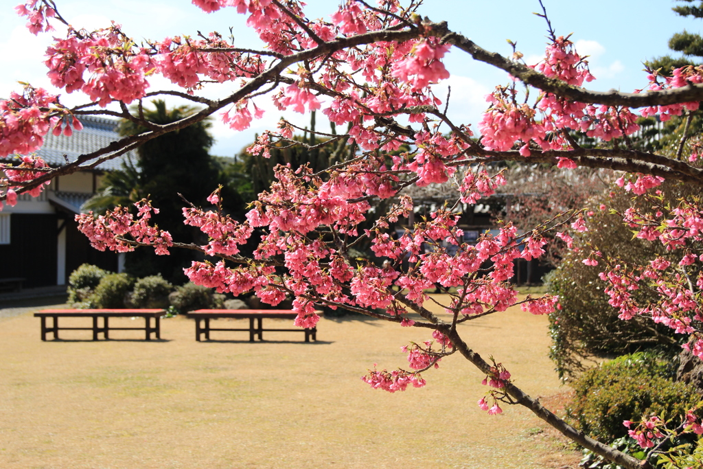 お花見日和(^^)