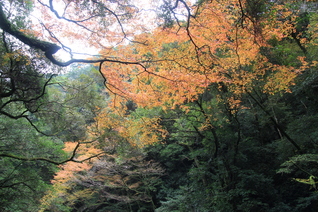 轟峡の紅葉