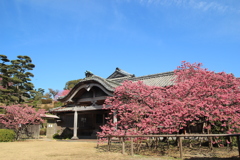緋寒桜と鍋島邸(^^)/
