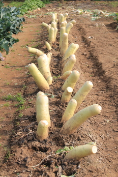 大根の新しい保存方法です・・・か？