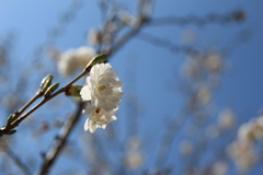 大阪冬桜!(^^)!