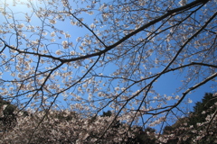 桜を見上げる(^^)/