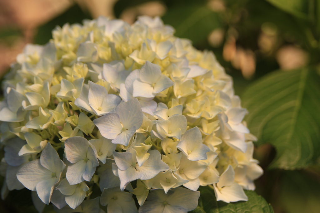 紫陽花(^^)/