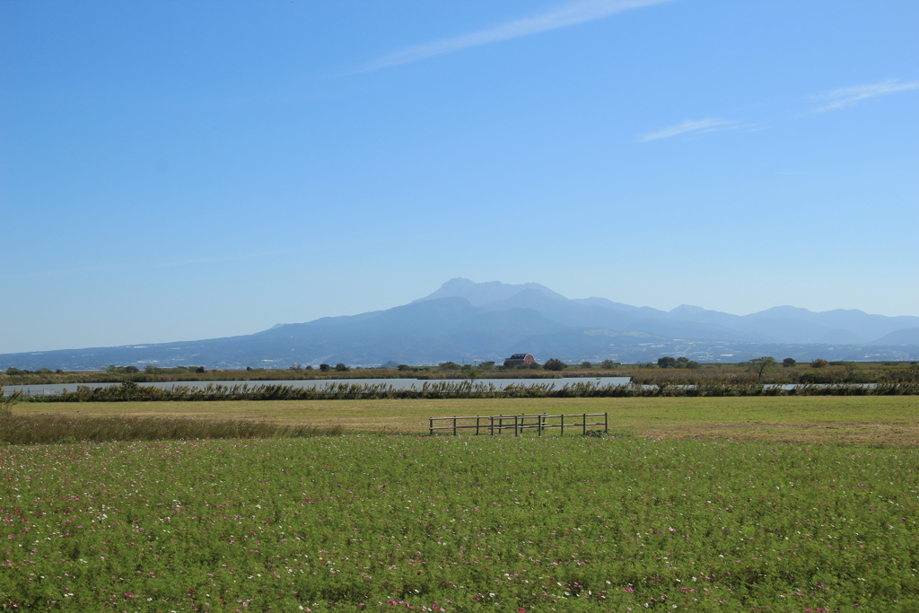 雲仙岳とコスモス畑(^^)/