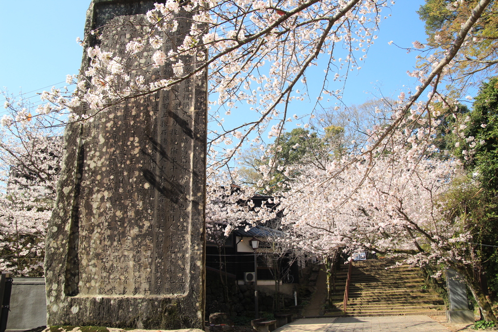 桜が映える季節(^^)/