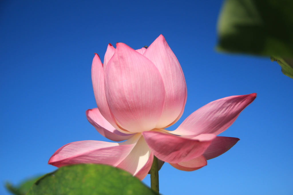 ハス園の花Ⅳ(^^)/