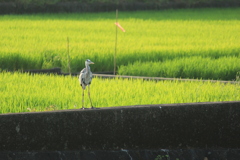 朝の瞑想(^^)/