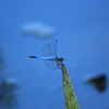 ドラゴンフライ!(^^)!