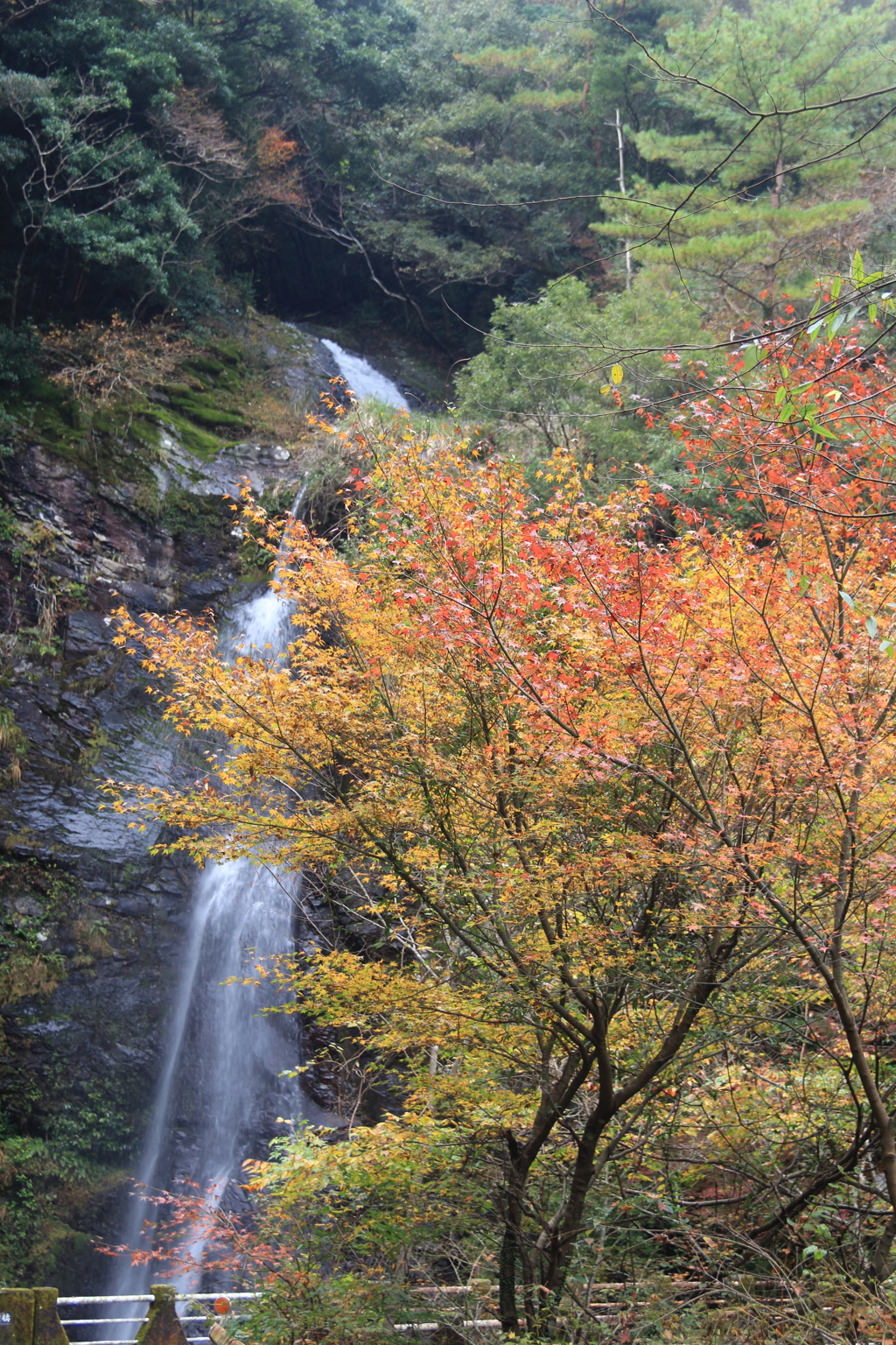 楊柳の滝