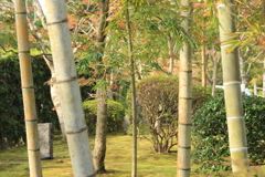 竹と紅葉