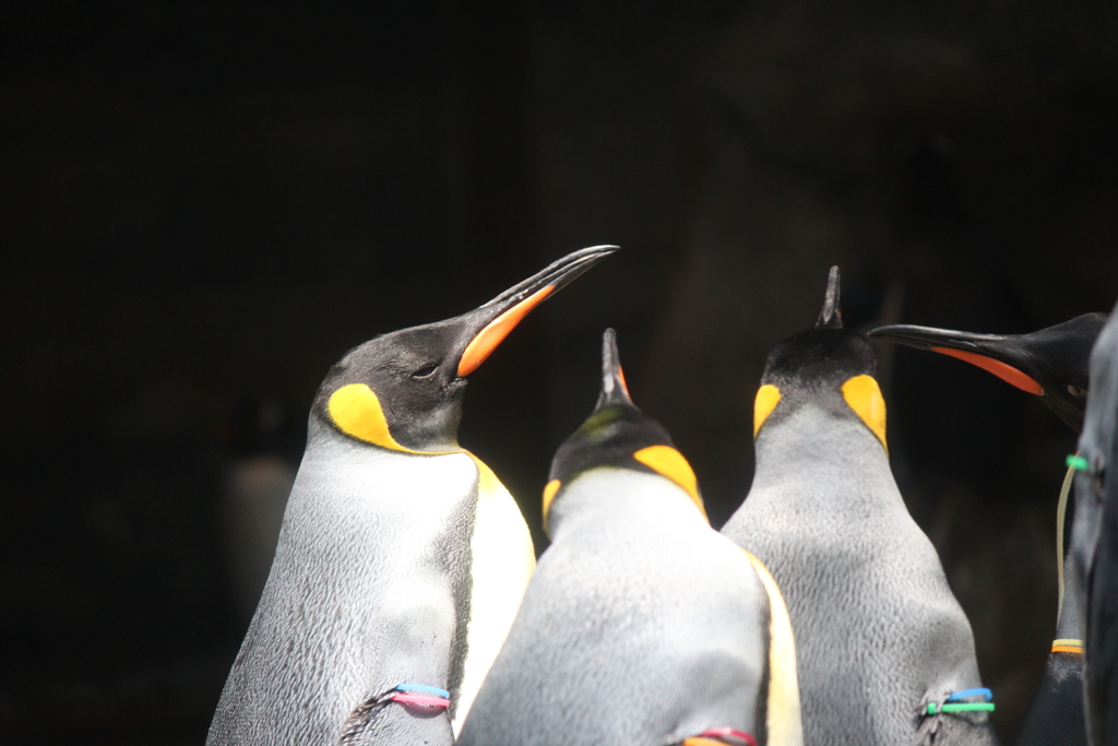 皇帝ペンギンのお昼寝(^^)/