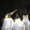 皇帝ペンギンのお昼寝(^^)/