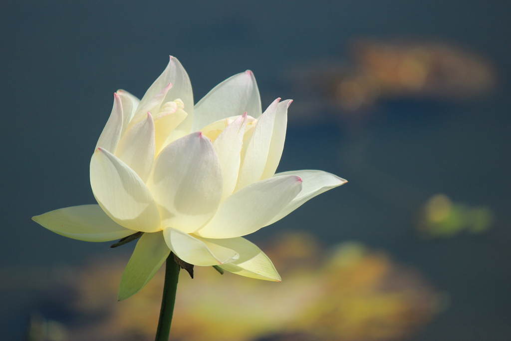ハス園の花Ⅱ(^^)/