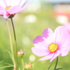 コスモス