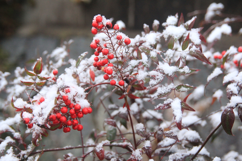 南天も雪化粧(^^♪