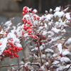 南天も雪化粧(^^♪