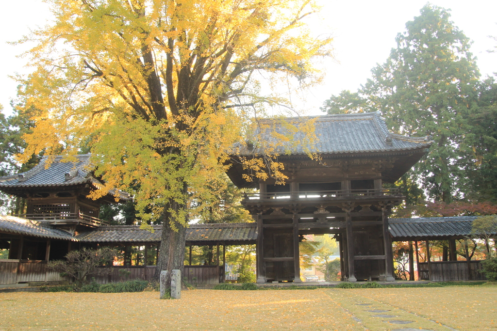 お寺の銀杏(^^)