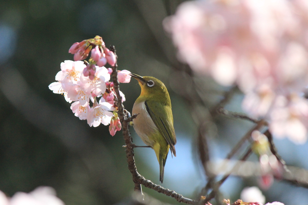 大寒桜とメジロ君(^^)/
