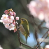 大寒桜とメジロ君(^^)/