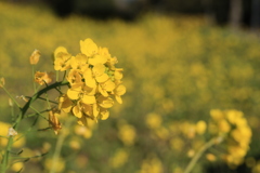 菜の花Ⅱ