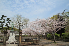 桜満開Ⅳ(^^)/