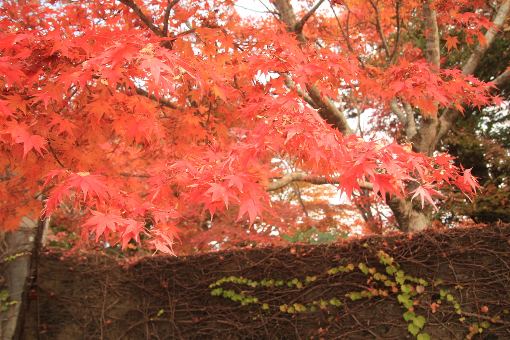 赤くなりました(^^)/
