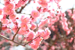 ピンクの春(^^♪