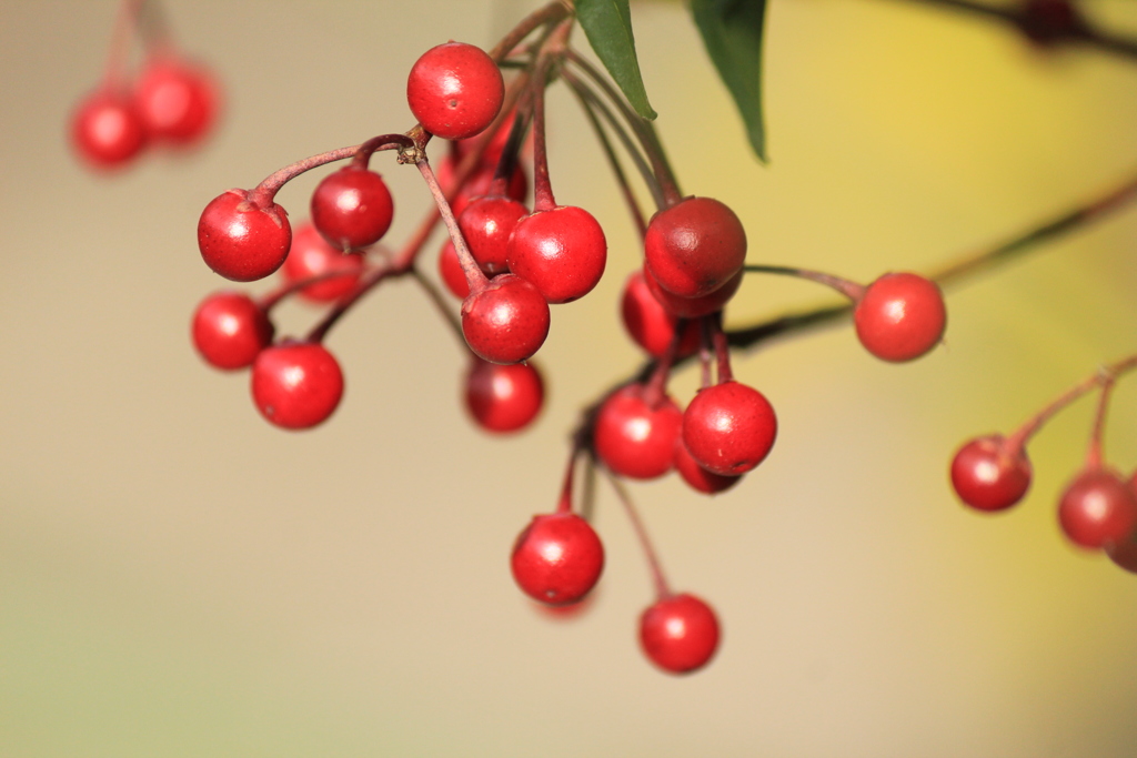 紅玉(^^)/