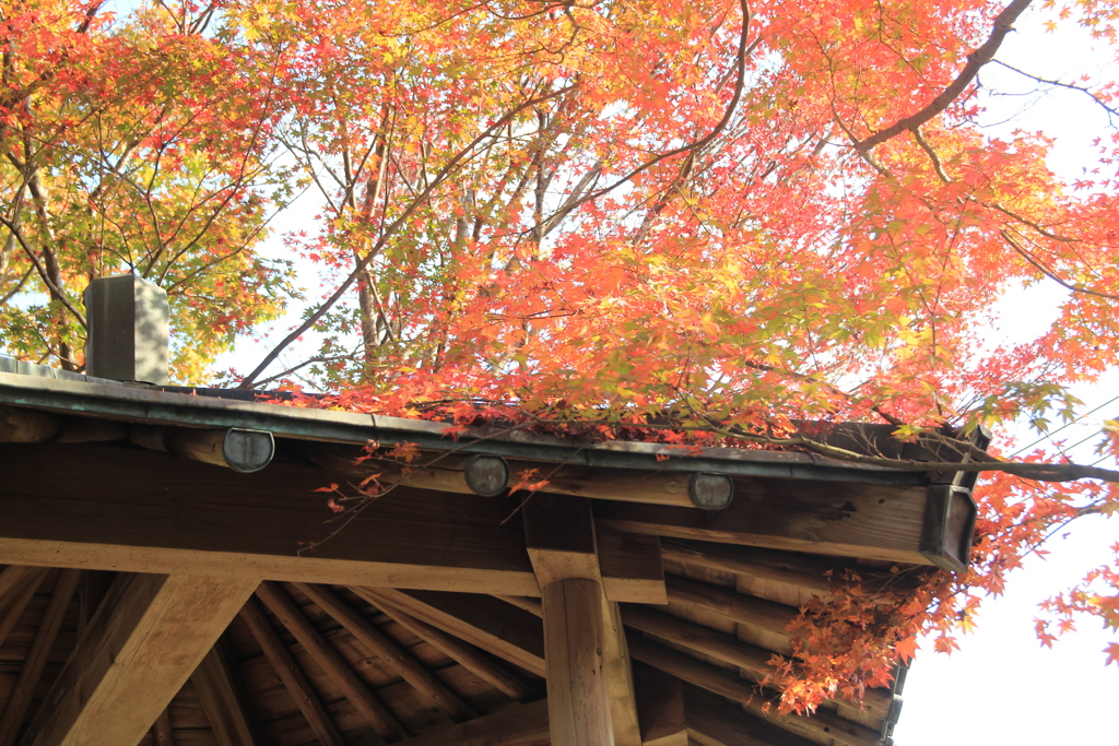 迎仙閣の紅葉