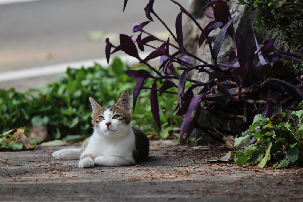 子ねこ