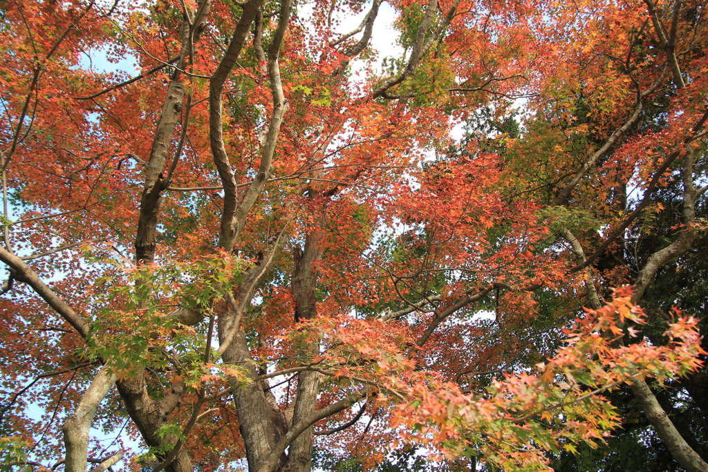 迎仙閣の紅葉