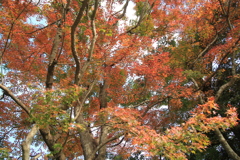 迎仙閣の紅葉
