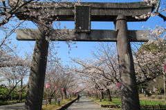 桜の季節(^^)/