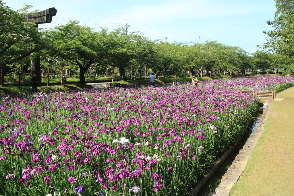 花菖蒲が咲く参道(^^)/