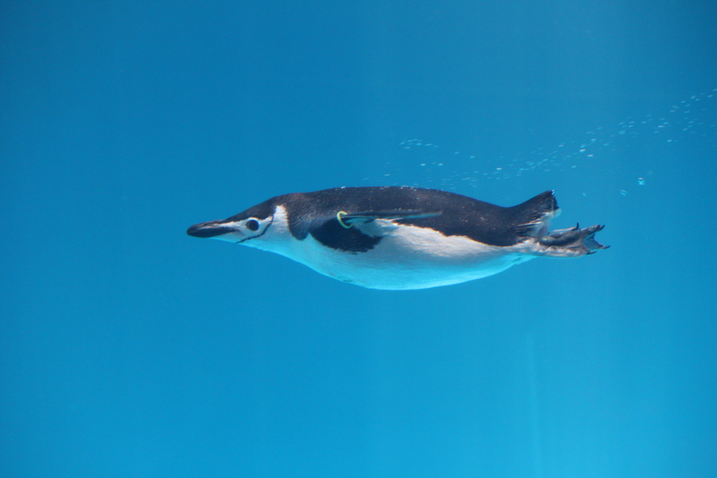 ペンギンちゃん(^^)/