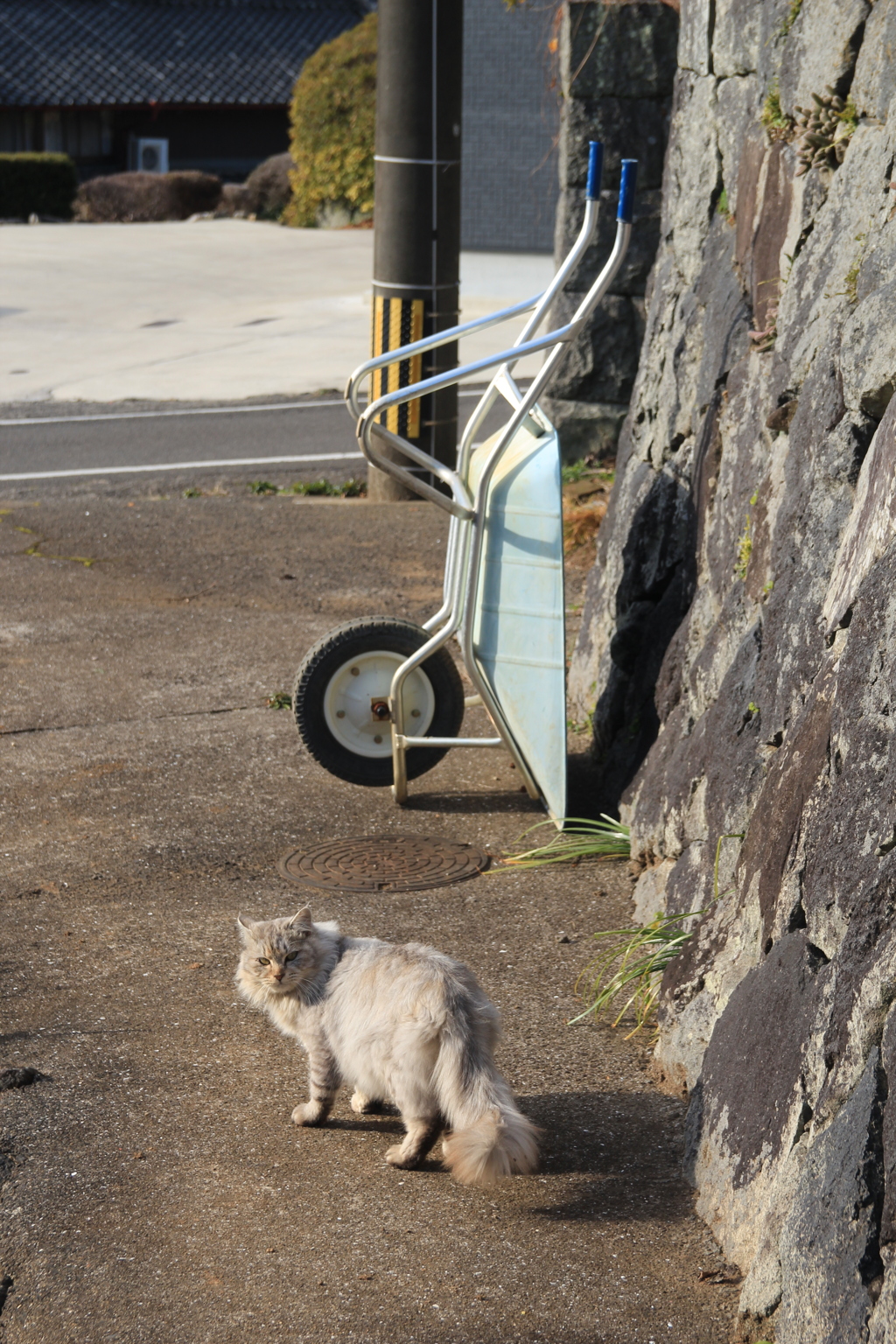 ネコとねこ（猫車）!(^^)!