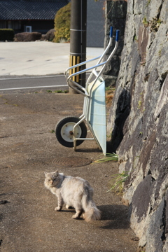 ネコとねこ（猫車）!(^^)!